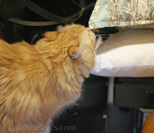 Pia sniffing out a pretty pillow © Colehauscats.com