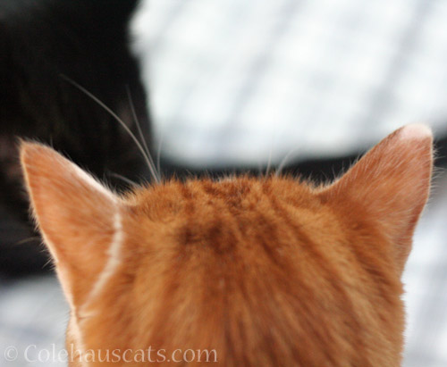 Quint's ears © Colehauscats.com