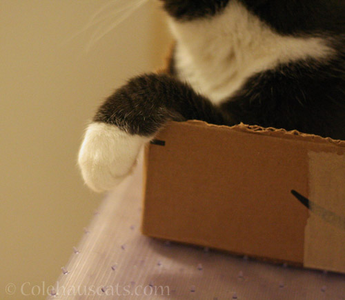 Look at Tessa's Paw © Colehauscats.com