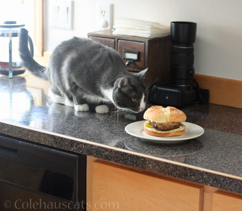 Tessa and the Turkey Burger © Colehauscats.com