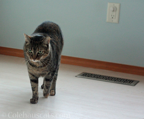 Viola checking the A/C © Colehauscats.com