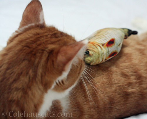 Fish on Quint © Colehauscats.com