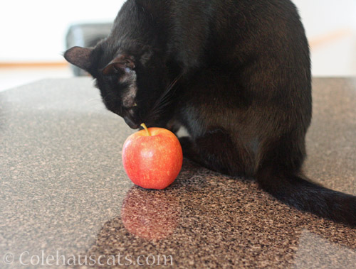 Olivia with an Apple, July 2022 © Colehauscats.com