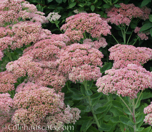 Sedum, Autumn Joy, 2022 © Colehauscats.com