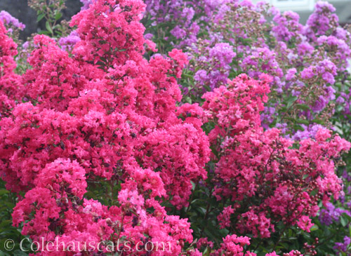 Crepe myrtle, 2022 © Colehauscats.com