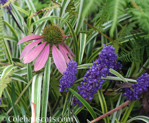 Liriope turf grass and a lone Echinacea daisy, 2022 © Colehauscats.com