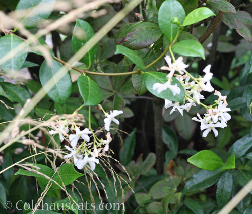 Star Jasmine © Colehauscats.com