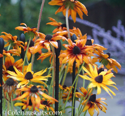 Summer daisies, 2022 © Colehauscats.com