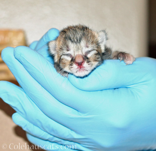 Viola's first baby photo, October 2012 © Colehauscats.com