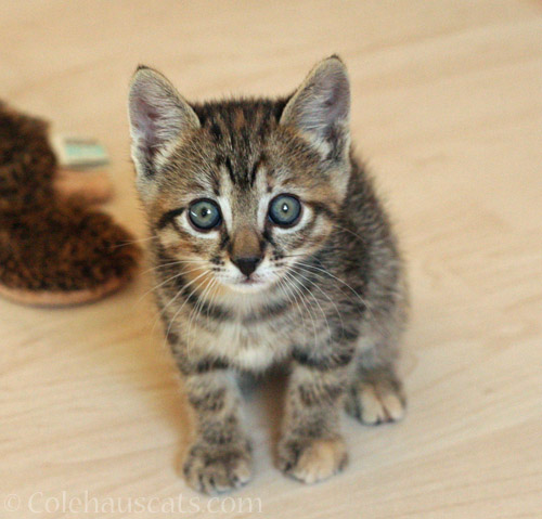 Viola and her tiny nose, 2013 © Colehauscats.com