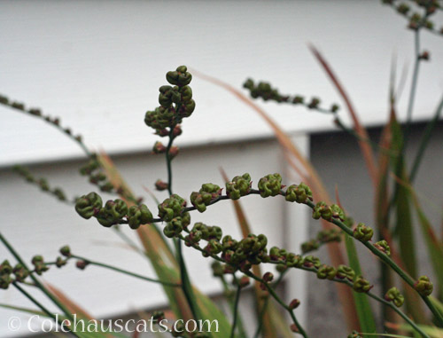 Crocosmia seed pods, 2022 © Colehauscats.com