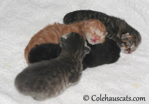 The Four Niblets, October 2012 © Colehauscats.com