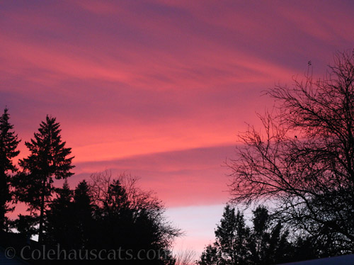 Late November sunset © Colehauscats.com