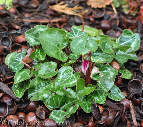 Mom's Cyclamen, November 2022 © Colehauscats.com