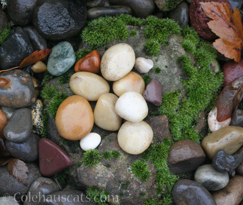 Some rocks, 2022 © Colehauscats.com