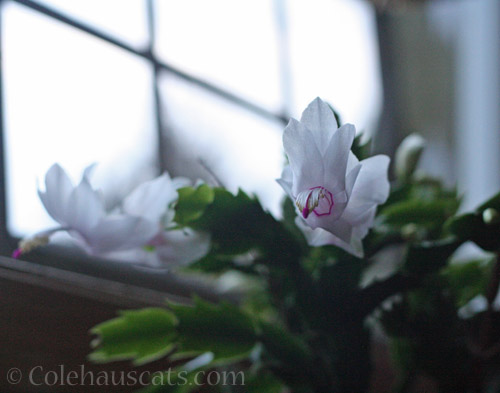 Thanksgiving Cactus November 2022 © Colehauscats.com