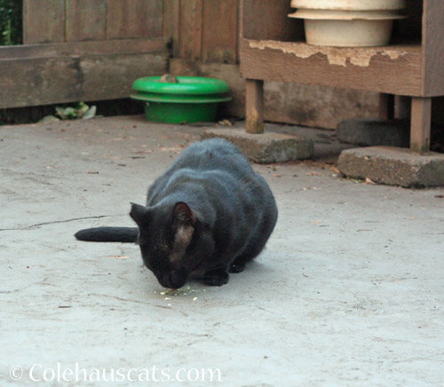 Tippy and his catnip chicken treats © Colehauscats.com