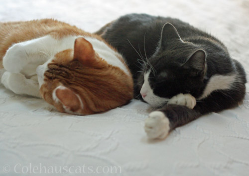 Nap buddies Quint and Tessa © Colehauscats.com