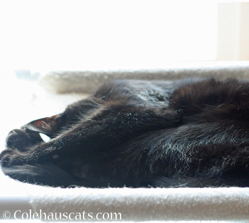 Sleeping Olivia © Colehauscats.com