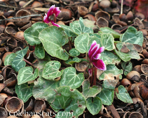 Cyclamen in bloom © Colehauscats.com