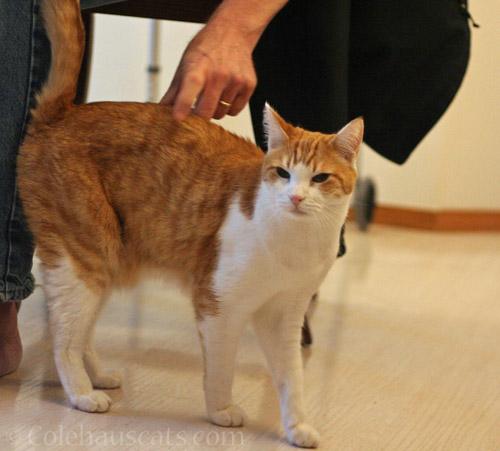 Quint and Dad © Colehauscats.com