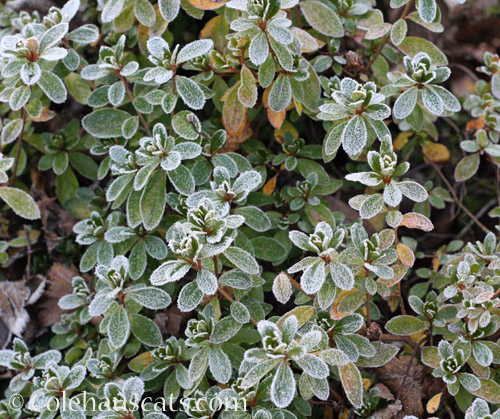 Frosty Azalea © Colehauscats.com