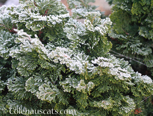 Frost on the Cedars © Colehauscats.com