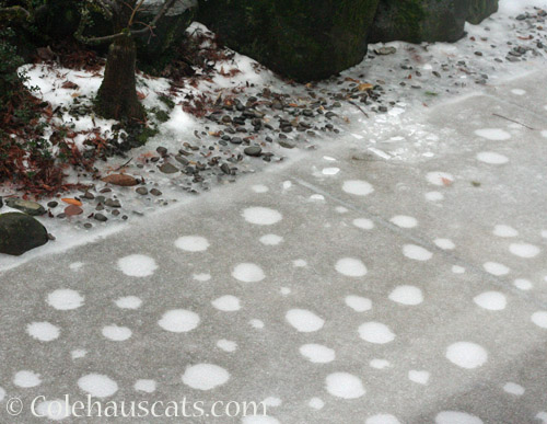 Icy polka dot cement © Colehauscats.com