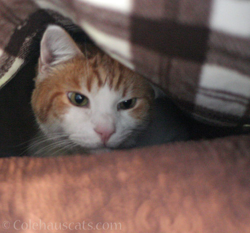 Quint's fort of the day © Colehauscats.com