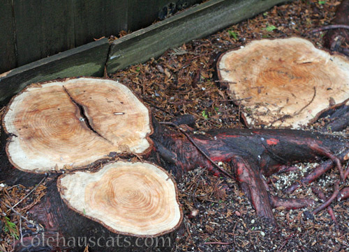 Split trunk found on Golden Arborvitae © Colehauscats.com