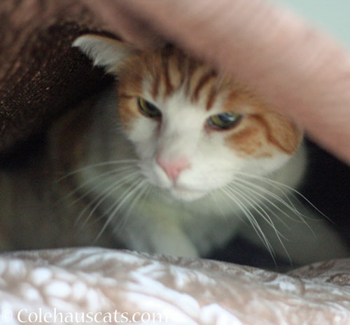 Quint in his fort © Colehauscats.com