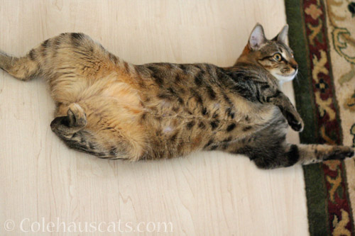 Viola's belly spots, 2014 © Colehauscats.com