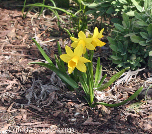 Tête-à -Tête Daffodils, March 2023 © Colehauscats.com