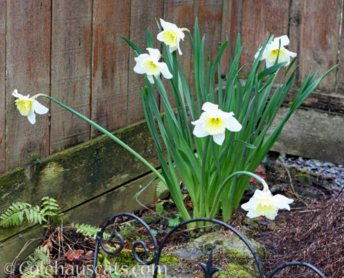 Early Daffodils, March 2023 © Colehauscats.com