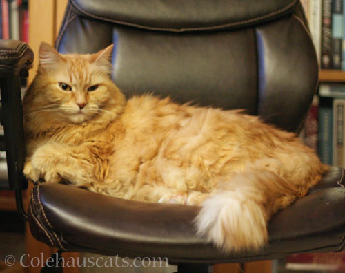 Definitely my chair © Colehauscats.com