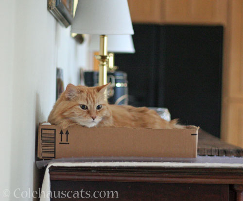Not my box © Colehauscats.com