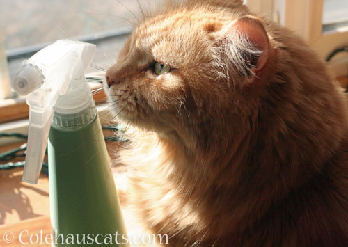 Not my water sprayer © Colehauscats.com