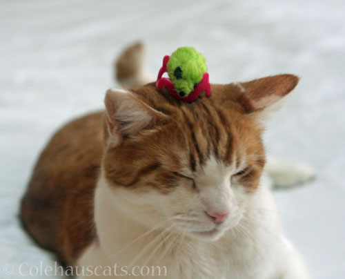 Prince Quint with green Mousie Crown © Colehauscats.com