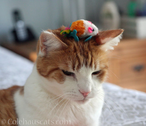 Quint with his Orange and Blue Mousie Crown © Colehauscats.com