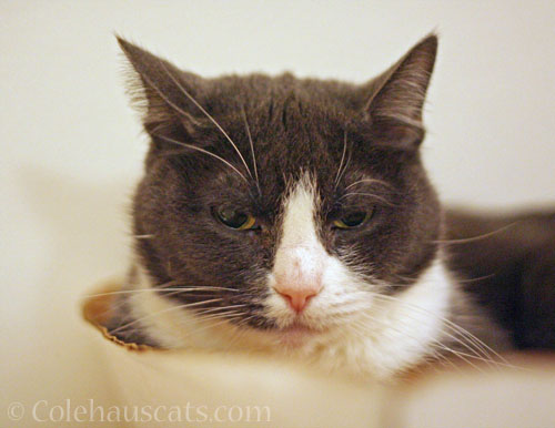 Tired Tessa © Colehauscats.com