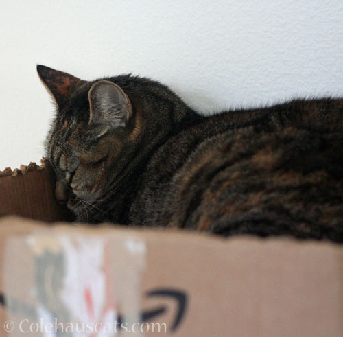 Sleeping Niblet © Colehauscats.com