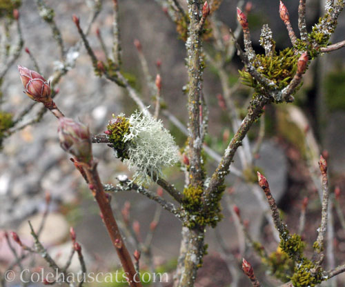 Azalea with Lichen, Spring 2023 © Colehauscats.com 