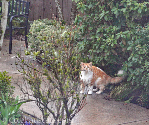 Visitor Colby watches Quint watch him © Colehauscats.com