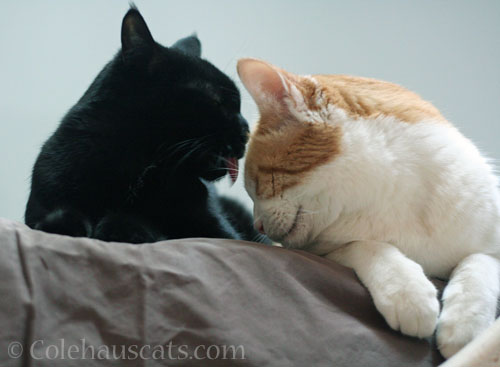 Olivia and Quint © Colehauscats.com