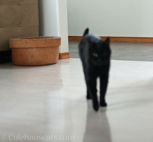 Olivi-blur © Colehauscats.com