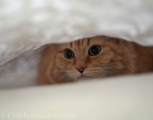 Hiding for a reason © Colehauscats.com