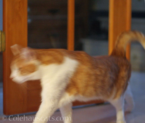 Quint Blur © Colehauscats.com