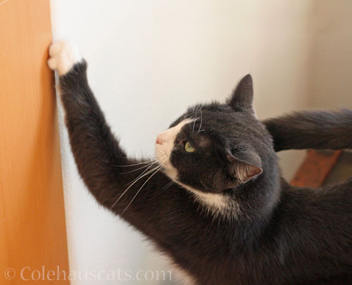 Danger Cat scratching a cabinet © Colehauscats.com