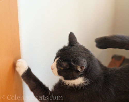 Danger Cat patting a cabinet © Colehauscats.com