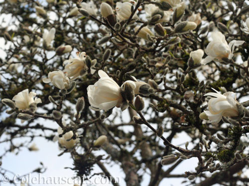 Star Magnolia, Spring 2023 © Colehauscats.com